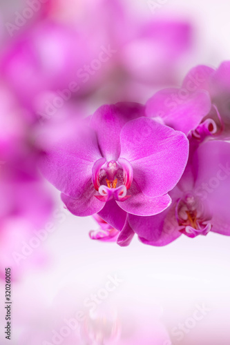 Orchids flowers closeup on purple gradient with bokeh background