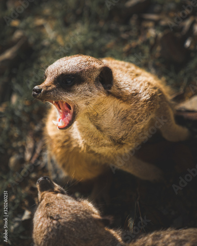 angry suricata