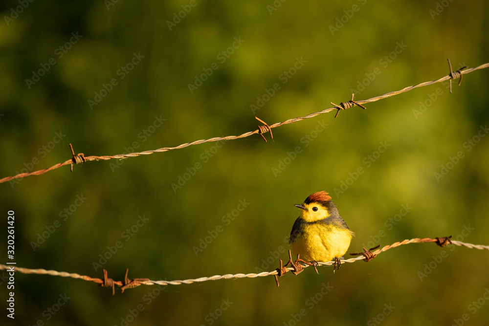 Amazing Collared whitestart (Myioborus torquatus) sitting on a barbed wire. Beautiful bird which looks like it had its had done in punk style. Colorful and amazing Costa Rica has a lot to offer. Amazing Collared whitestart (Myioborus torquatus) sitting on a barbed wire. Beautiful bird which looks like it had its had done in punk style. Colorful and amazing Costa Rica has a lot to offer.