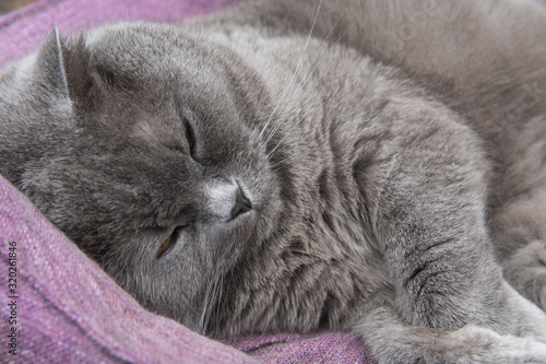 Domestic animals and pets concept. Adorable grey british straight cat is taking rest in the lavender cat`s bed.