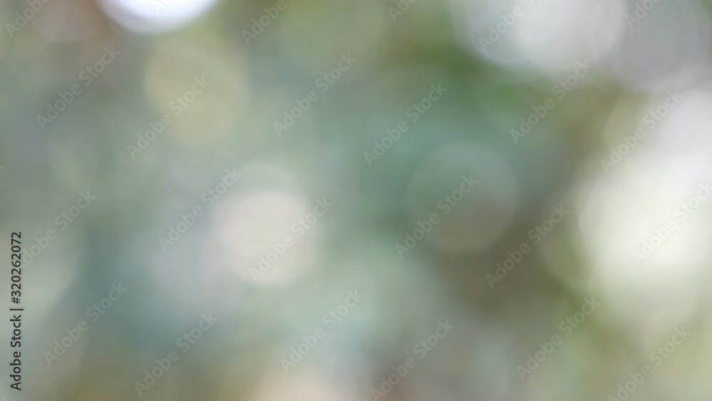 bokeh background, green leave blur background bokeh background, green leave blur background