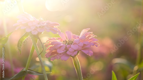 Pink flowers in the evening sunlight  evening light  flowers  backlit with flowers  pink flower background