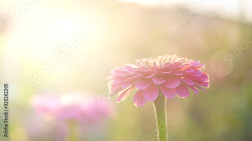 Pink flowers in the evening sunlight  evening light  flowers  backlit with flowers  pink flower background