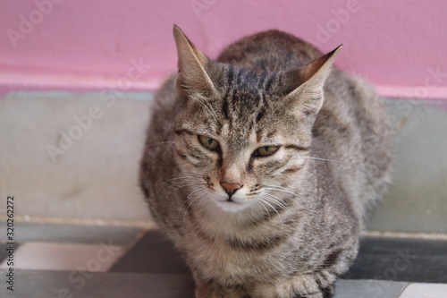 portrait of ashamed cat