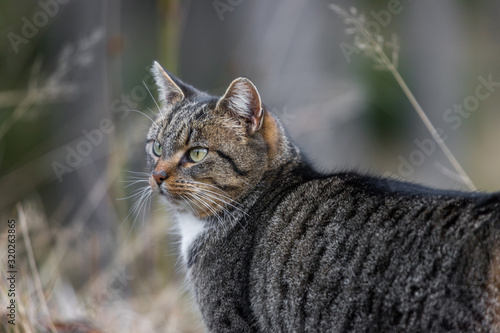 domestic cat roaming outdoors
