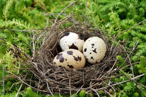 Quail eggs in a nest on the grass