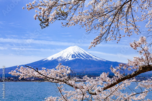 富士山と満開の桜、山梨県富士河口湖町河口湖にて