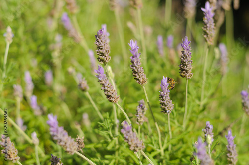 close up blooming lavender Bush in the Park