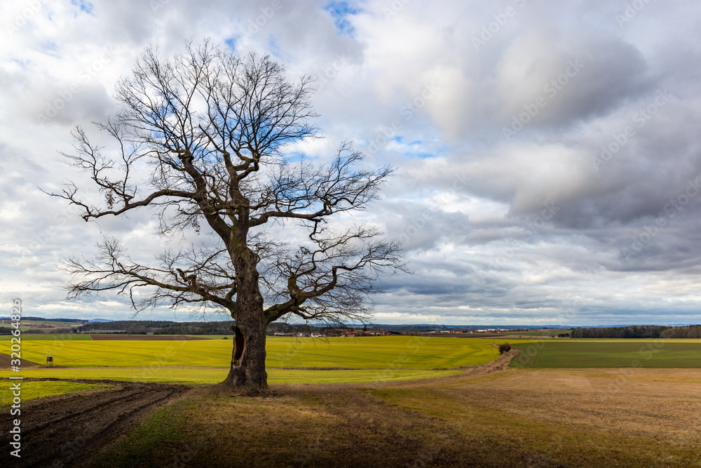 Old oak tree in field, snowless winter. Czech Republic Old oak tree in field, snowless winter. Czech Republic