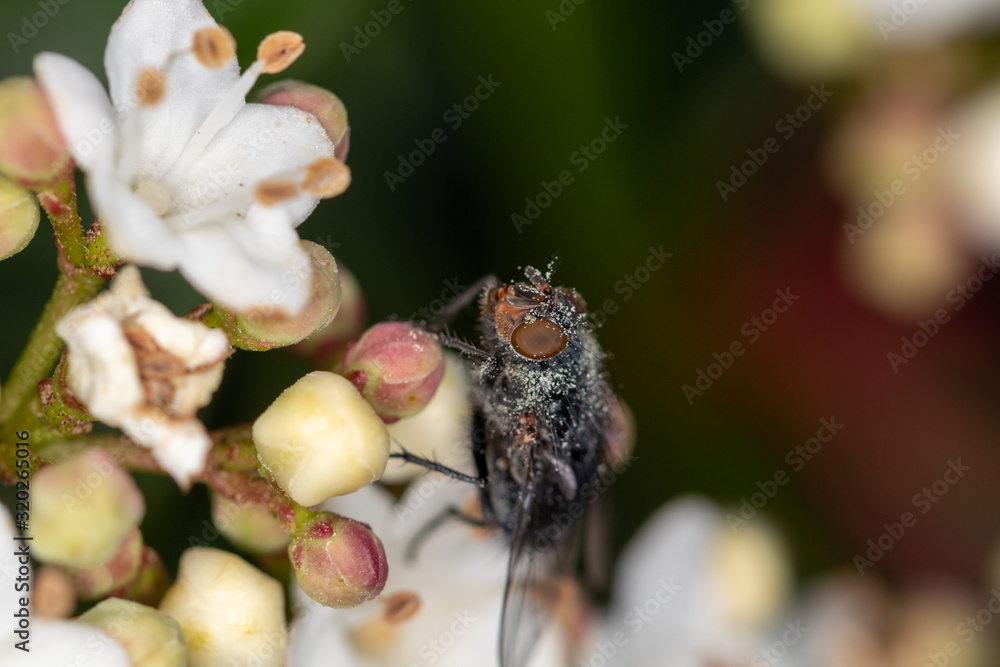 Fly covered in pollen on small white flower Fly covered in pollen on small white flower
