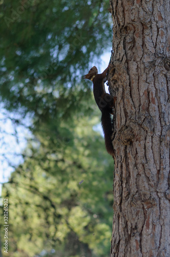 squirrel on a tree in the Park
