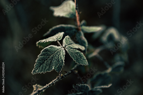 Obraz na plátně leaf with frost