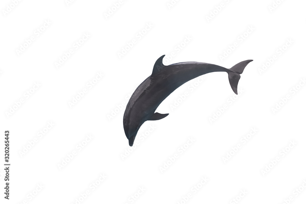 Dolphins jumping on a white background