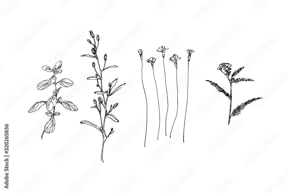 Set of different hand drawn wild plants. Outline herbs with leaves and flowers ink painting. Black isolated sketch vector on white background - obrazy, fototapety, plakaty 