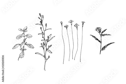 Set of different hand drawn wild plants. Outline herbs with leaves and flowers ink painting. Black isolated sketch vector on white background