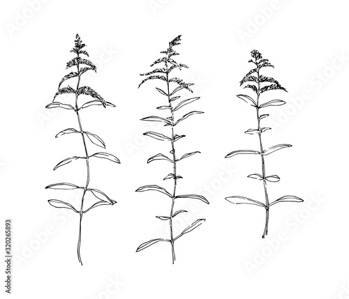Hand drawn goldenrod wild plants with flowers collection. Outline herbs sketch ink painted. Black isolated botanical vector illustration on white background photo
