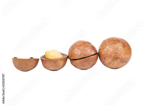 Macadamia nut isolated photo