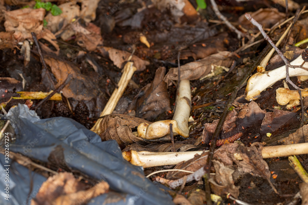Plastic bag with remains and bleached bones on leaflitter Plastic bag with remains and bleached bones on leaflitter