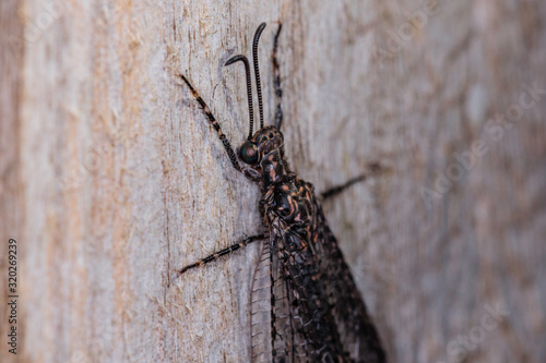 Antlion Lacewing on a wooden fence