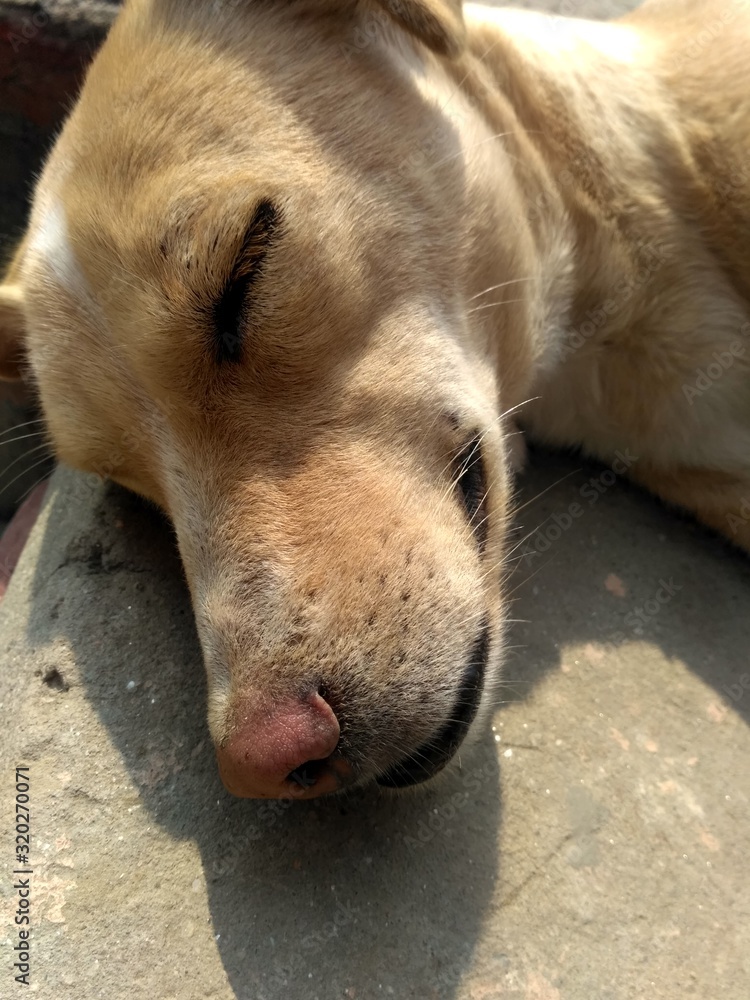 sleeping female dog in the street or ground during day time or sunlight. sleeping female dog in the street or ground during day time or sunlight.