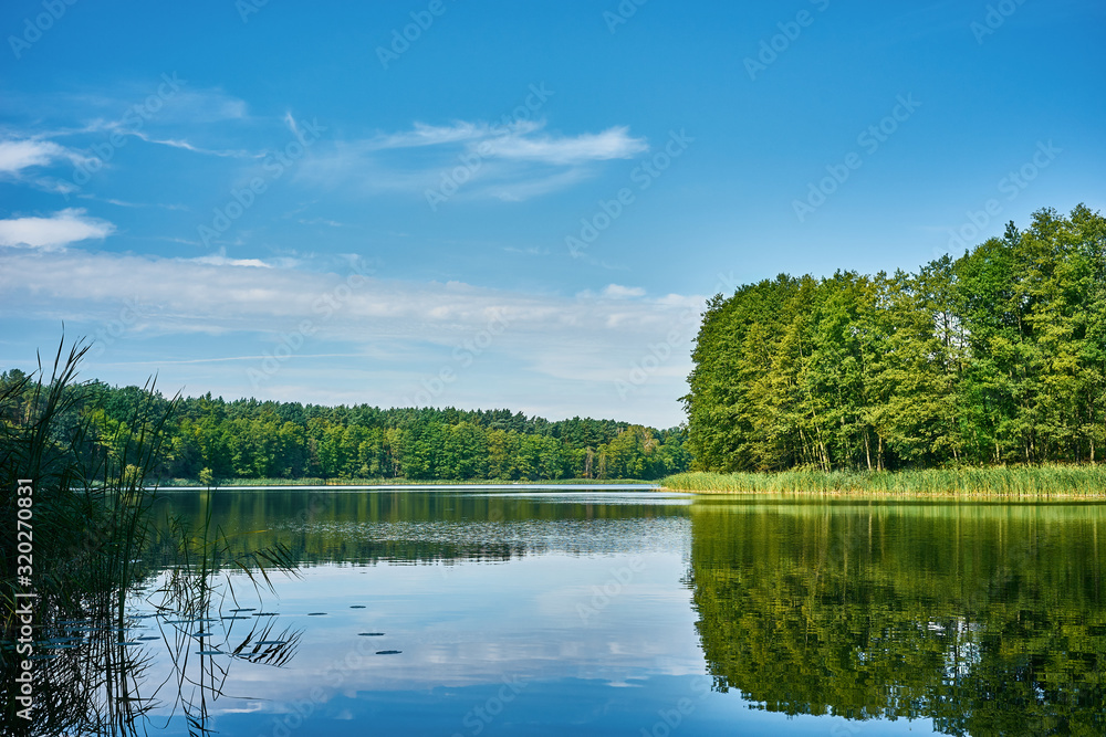 Fototapeta premium View from the shore of a quiet lake situated in the middle of a dense deciduous forest in Kujavia-Pomerania, Poland