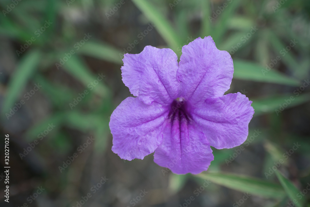 Obraz premium blooming purple flower in garden, shallow depth of field