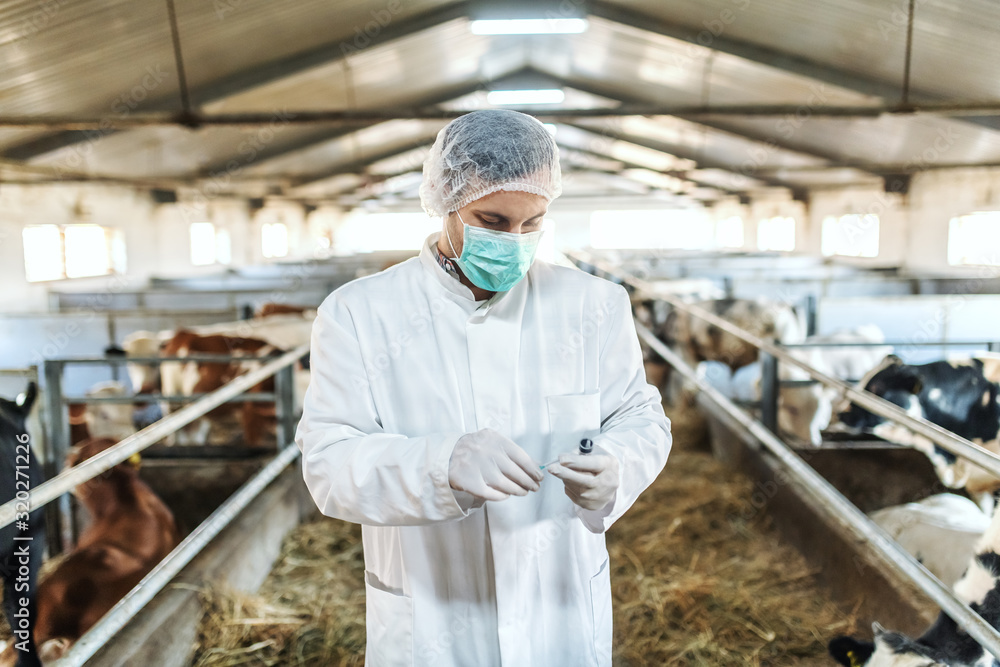 Caucasian veterinarian in protective uniform standing and preparing to give a shot to ill calf. Stable interior. Caucasian veterinarian in protective uniform standing and preparing to give a shot to ill calf. Stable interior.
