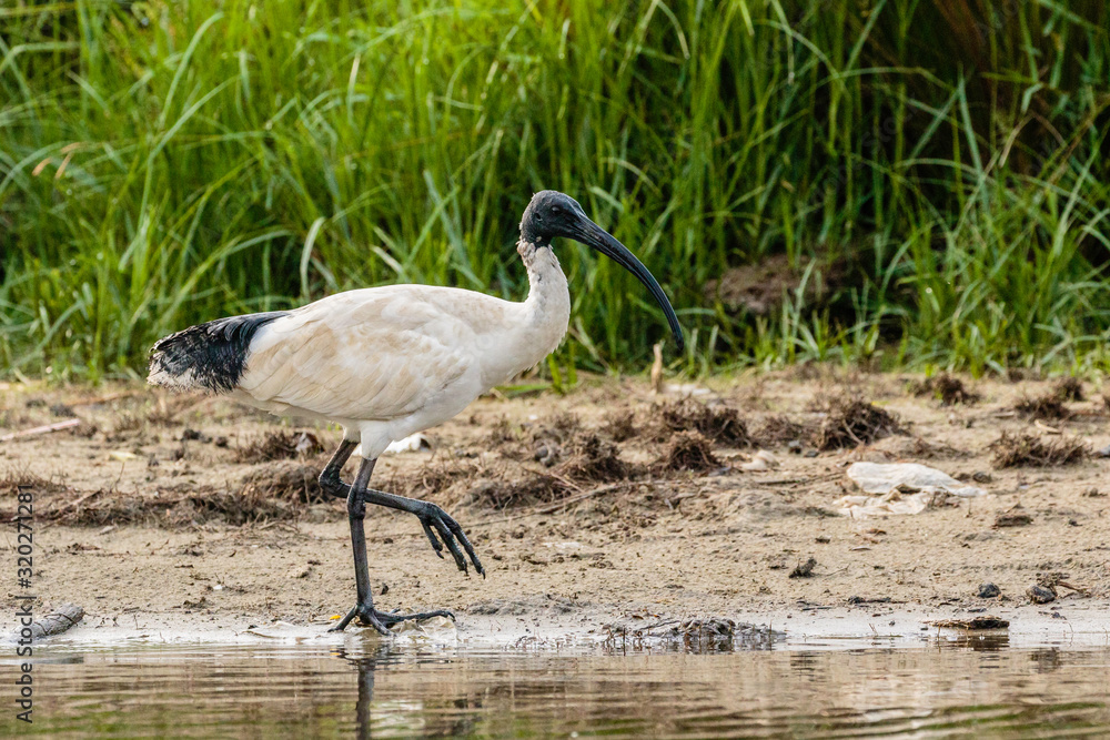 Fototapeta premium Australian White Ibis looking for food