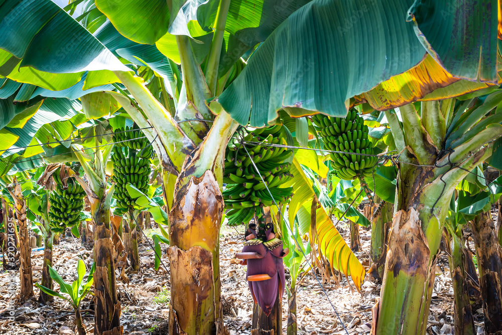 Obraz premium Banana tree with bunch of growing green bananas and banana flower. Agricultural plantation at Canary Islands, Spain