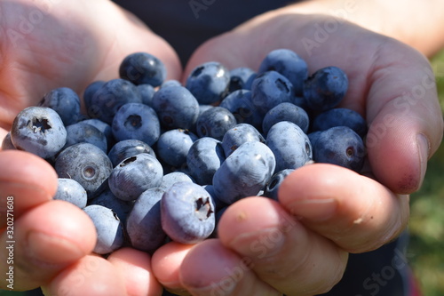  blueberries in hands