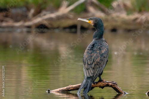 Great Cormorant on a perch in a lake