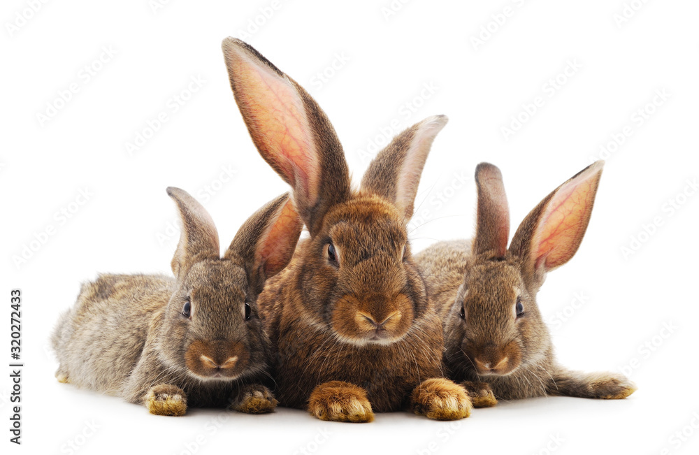 Three little rabbits. Three little rabbits.