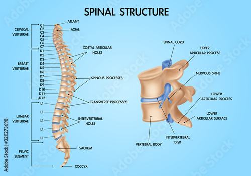 Slika na platnu Spine Anatomy Realistic Chart