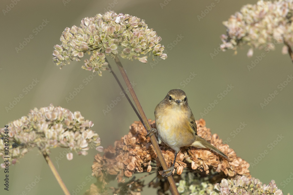 Fototapeta premium Zilpzalp