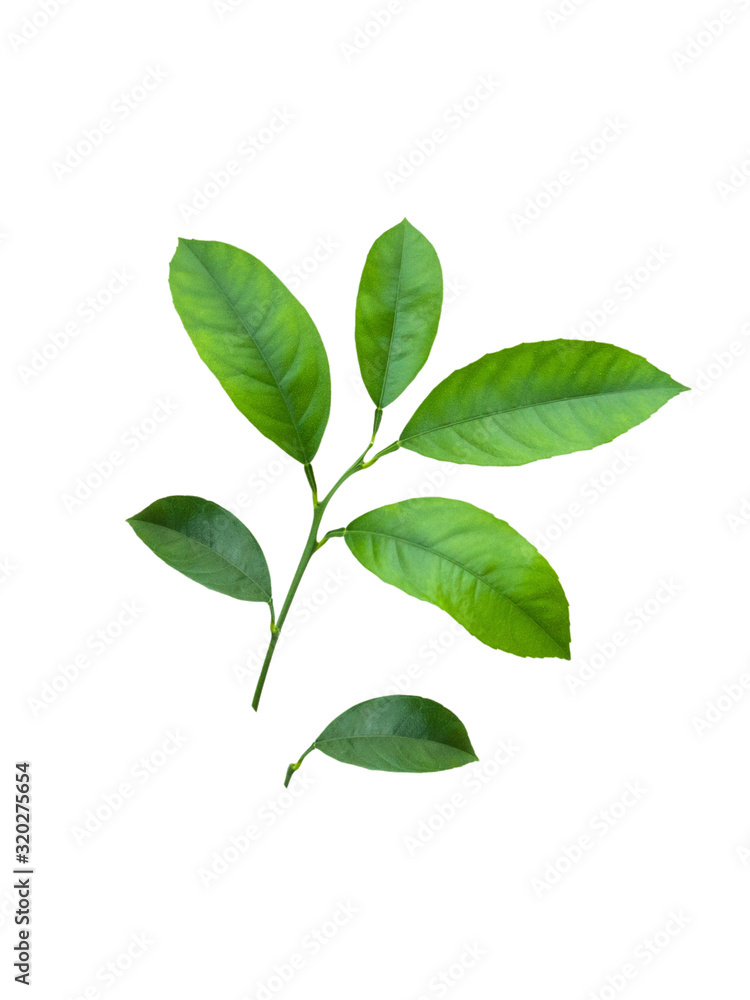 Citrus tree branch with green leaves isolated on white background with clipping path. Lemon, tangerine or orange tree.