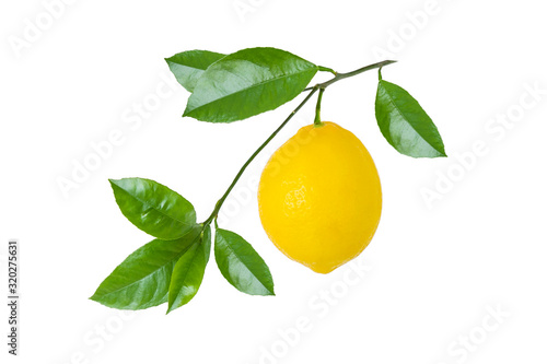 Ripe lemon fruit on branch with green leaves isolated on white background