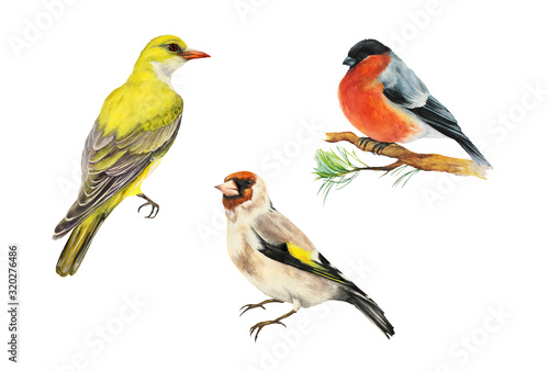 Three birds: Goldfinch bird (Carduelis), Oriole, yellow bird, bullfinch bird (Carduelis). Set. Watercolor illustration. Isolated on white background