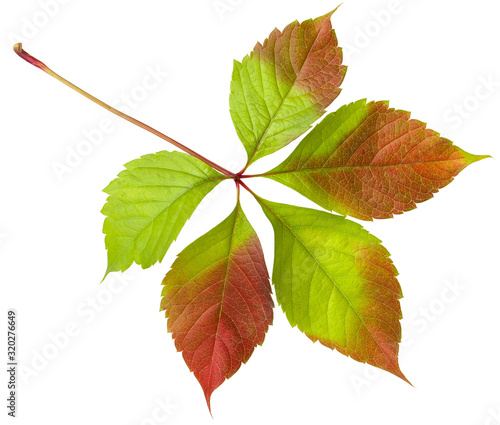 Autumn seasonal red wild grape leaf with orange and green isolated on white background, close-up