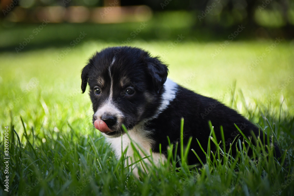 Portrait of six week old puppy of border collie. They are so communicating with people.