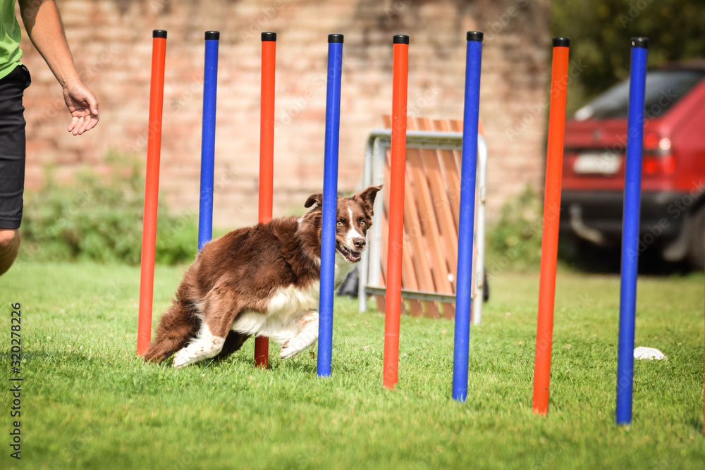 Redmerle border collie is running on czech agility competition slalom. Prague agility competition in dog park Pesopark.