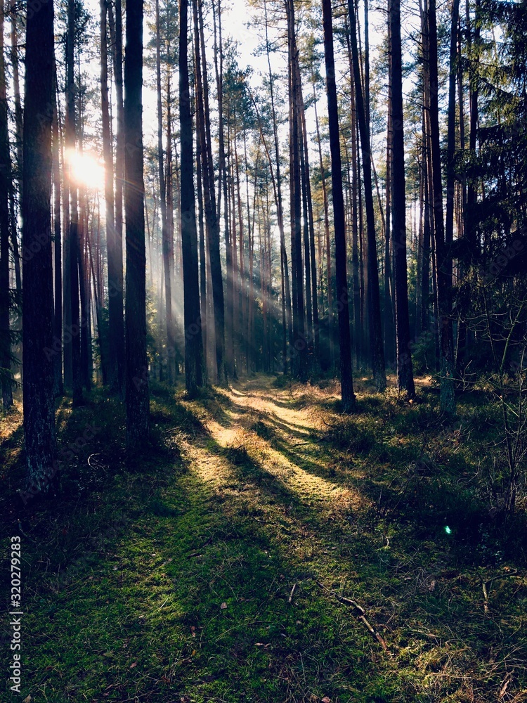 Fototapeta premium Path in the forest
