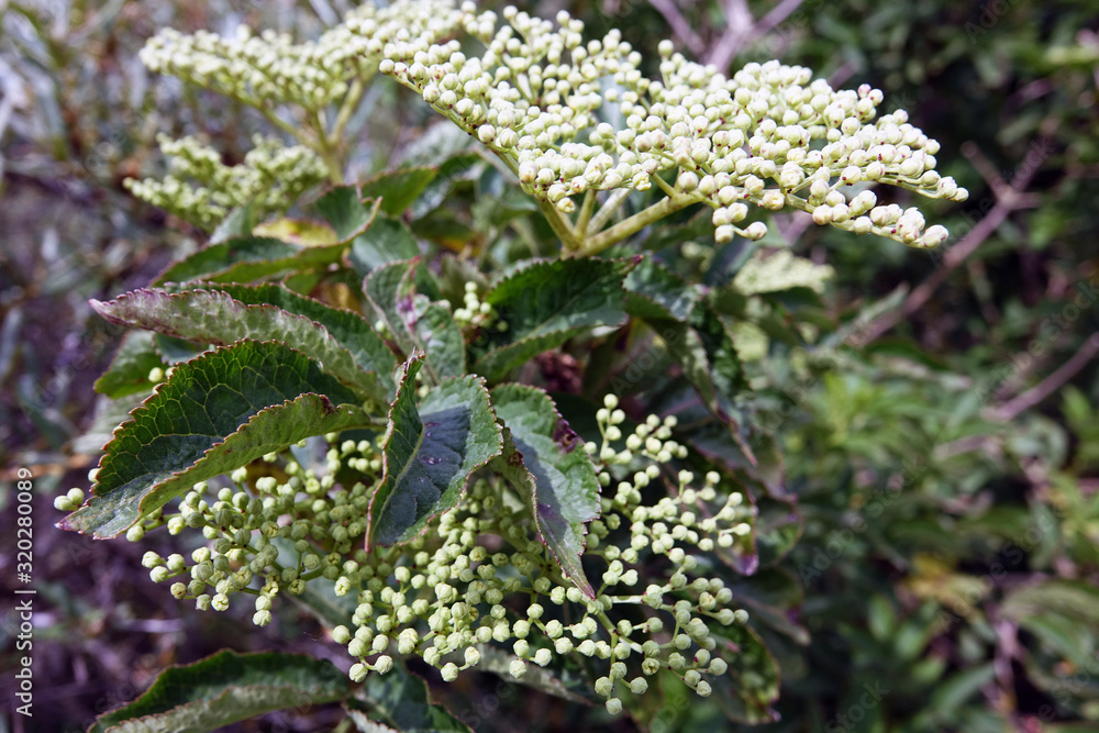Netherlands. The dunes of the regio Zuid-Holland