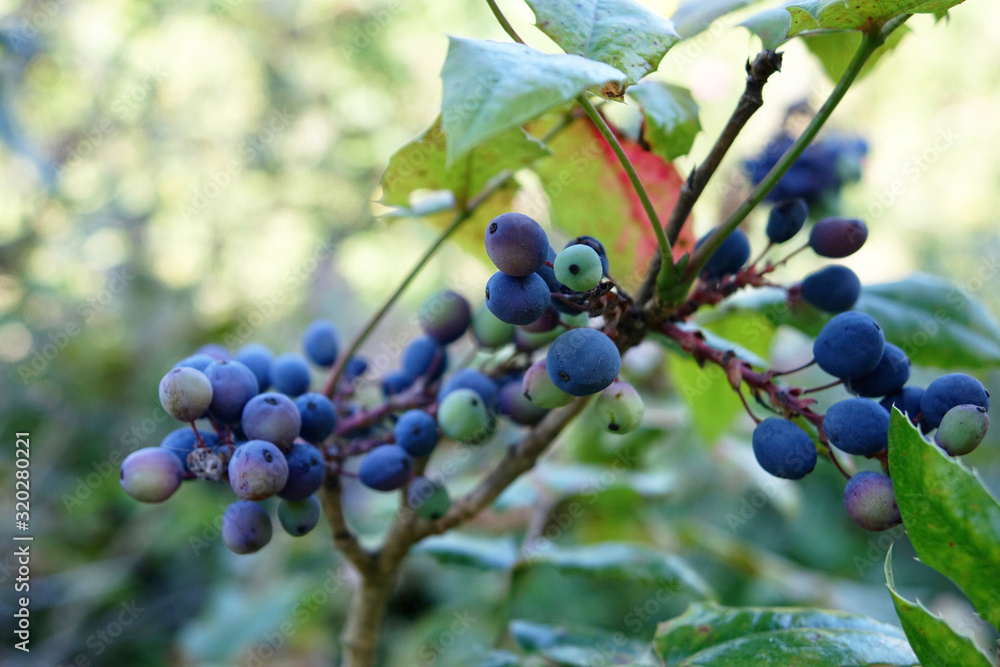 Netherlands. The dunes of the regio Zuid-Holland