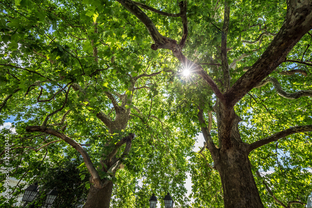 Fototapeta premium Bright sun shining through canopy of trees. Sunlight In deciduous forest or park. Nature green wood sunlight backgrounds.