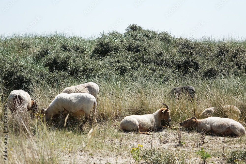 Fototapeta premium Netherlands. The dunes of the regio Zuid-Holland