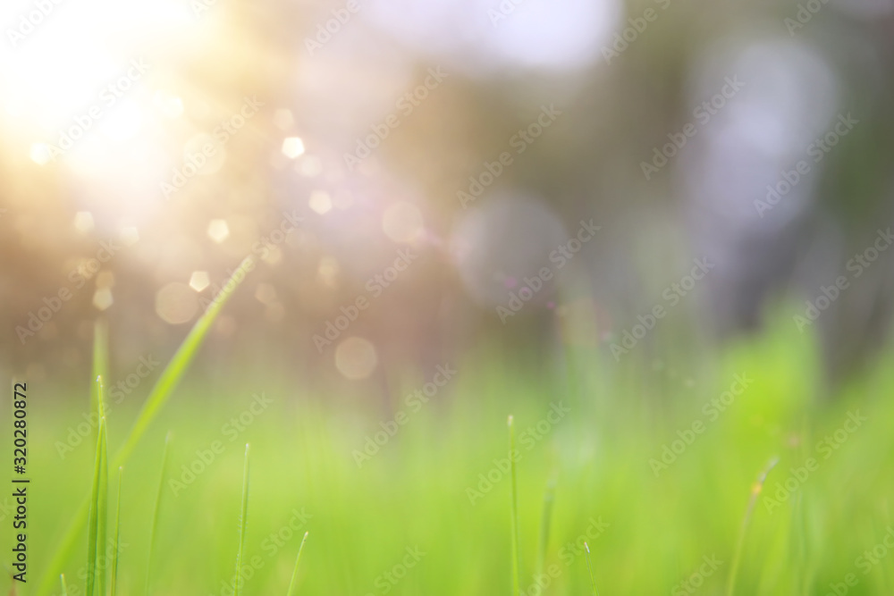 Obraz premium low angle view of fresh grass against blue sky with clouds. freedom and renewal concept
