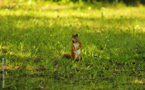 Cute little red squirrel standig upright in the green grass in summer in the shade with a nut in its mouth, sciurus vulgaris © Martin
