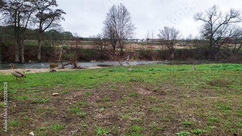 Ducks searching the river banks for food photo