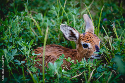 Fototapeta Naklejka Na Ścianę i Meble -  Cutest baby deer in grass