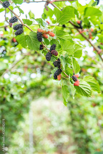 Mulberries on the orchard farm